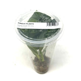 LC355 Jungle plants Lagenandra meeboldii 'Water melon' (jungle plant cup)