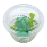 AFA tissue culture-Anubias nana Gold