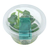 AFA tissue culture-Anubias nana gold coin