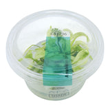 AFA tissue culture-Anubias nana pinto