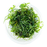 AFA tissue culture-Bolbitis heudelotii