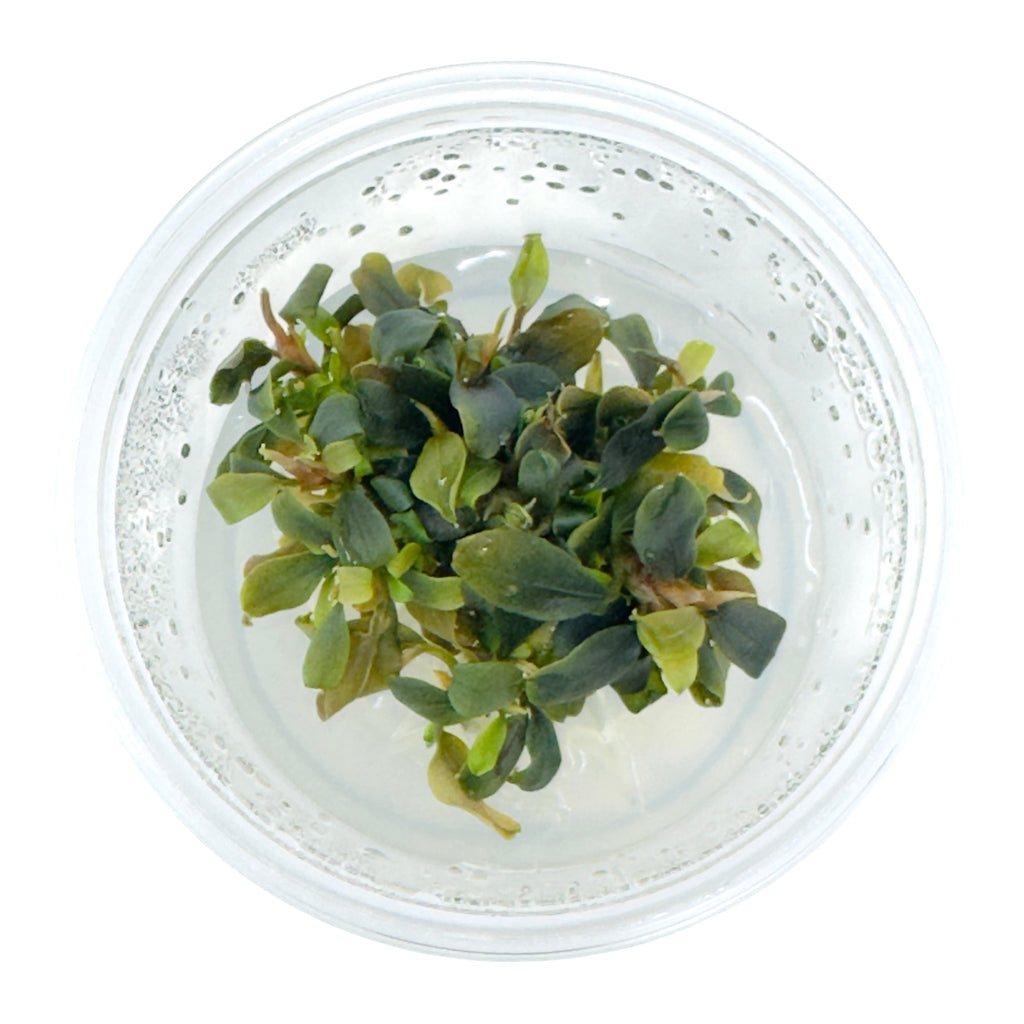AFA Bucephalandra brownie purple tissue culture cup