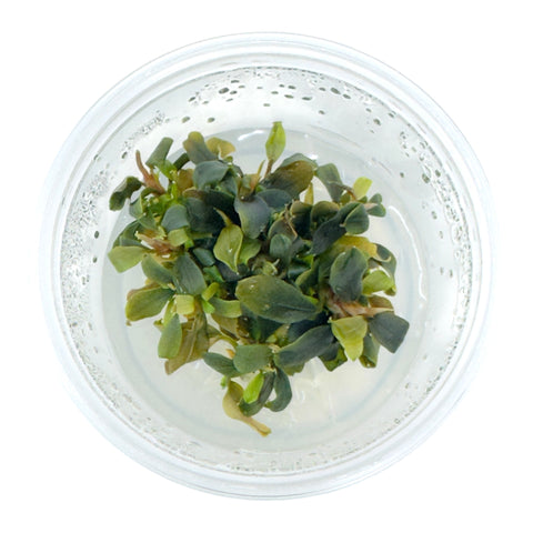 AFA Bucephalandra brownie purple tissue culture cup
