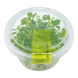 AFA tissue culture-Lobelia cardinalis