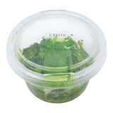 AFA tissue culture-Marsilea hirsuta