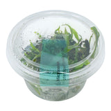 AFA tissue culture-Microsorum peteropus narrow leaf red