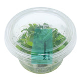 AFA tissue culture-Schismattoglottis prietoi