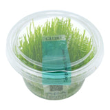 AFA tissue culture-Taxiphyllum flame moss