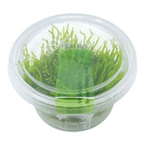AFA tissue culture Vesicularia Ferriei Weeping moss