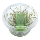 AFA tissue culture-Cryptocoryne tonkinensis