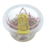 AFA Hygrophila araguaia Chai tissue culture cup