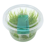 AFA tissue culture-Taxiphyllum spiky moss