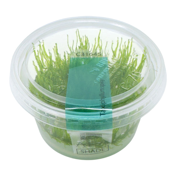 AFA tissue culture-Taxiphyllum spiky moss – Aqua Forest Aquarium