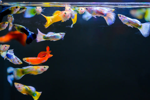 Light Inline Fish Twinstar Light Ver. II A Line LED adjustable type – Aqua Forest Aquarium