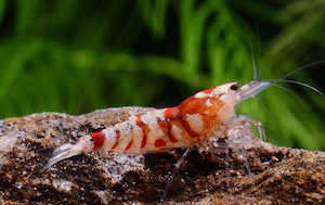 Pinto-Fancy Tiger Shrimp Grade A