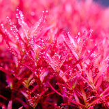 Twinstar LED Light S-LINE V with LightControl Pro - Adjustable legs