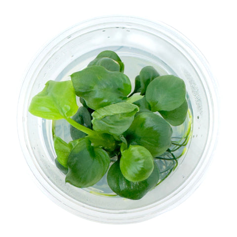 AFA tissue culture-Anubias nana gold coin