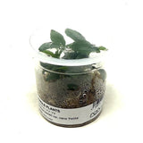 Small potted plant in a clear container with a label on a white background