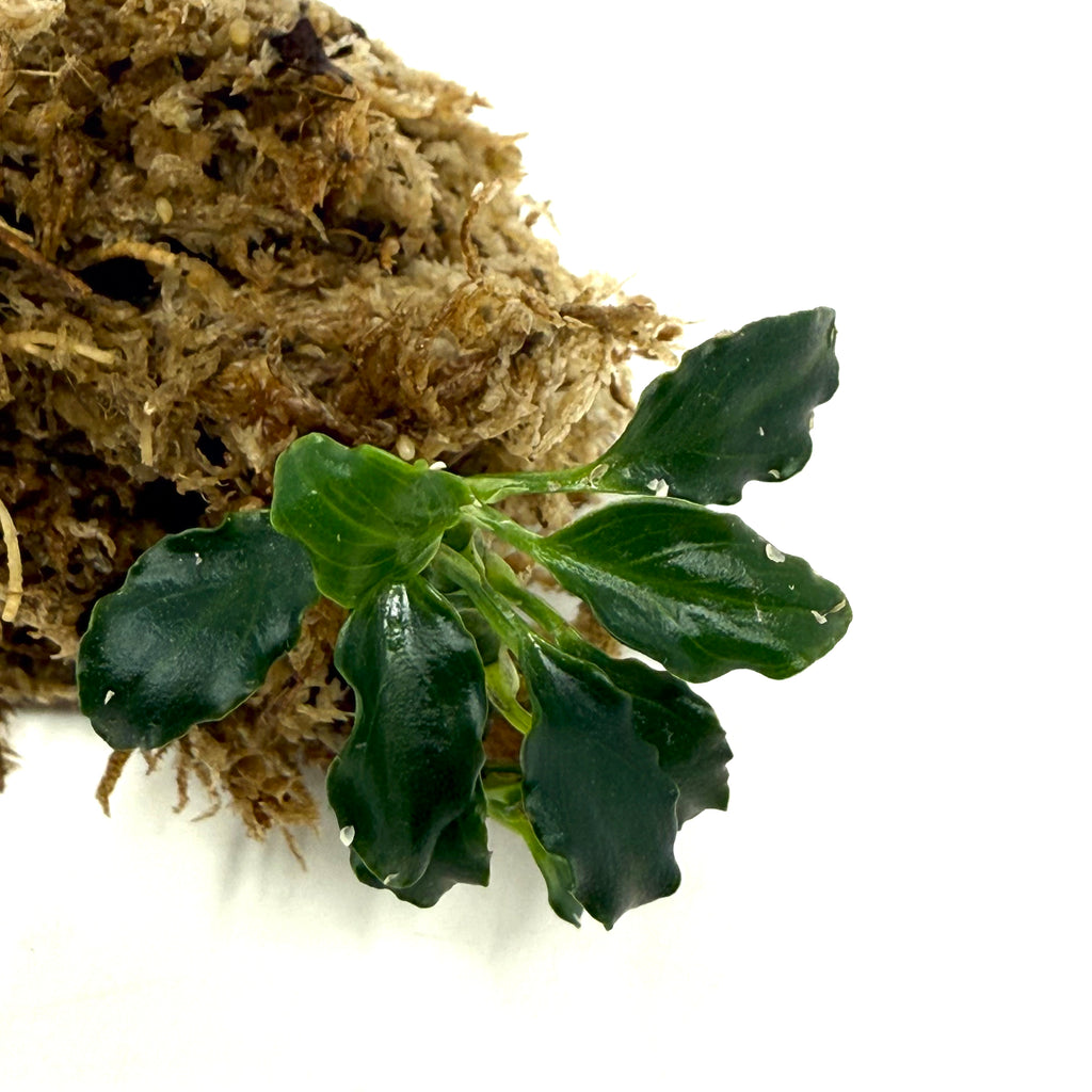 LC476 Jungle plants Anubias barteri var. nana kirin (jungle plant cup)