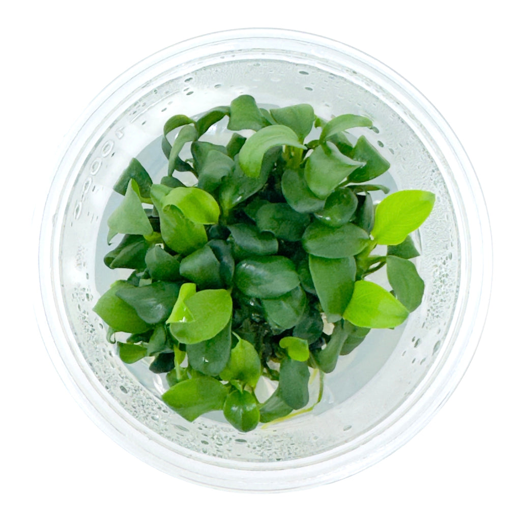 AFA Anubias barteri var. nana petite tissue culture cup