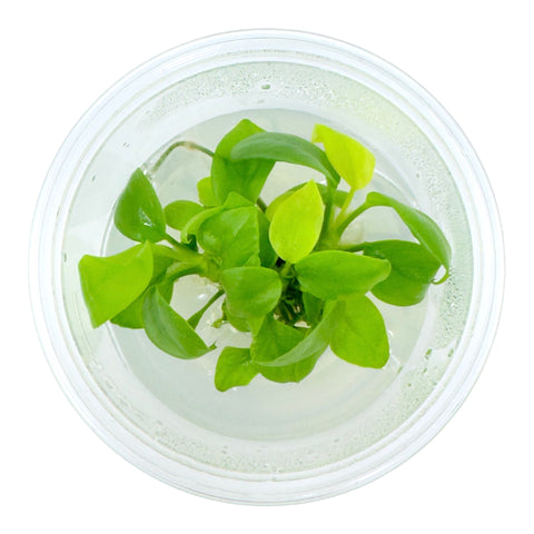AFA tissue culture-Anubias nana Gold
