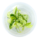 AFA tissue culture-Anubias nana pinto