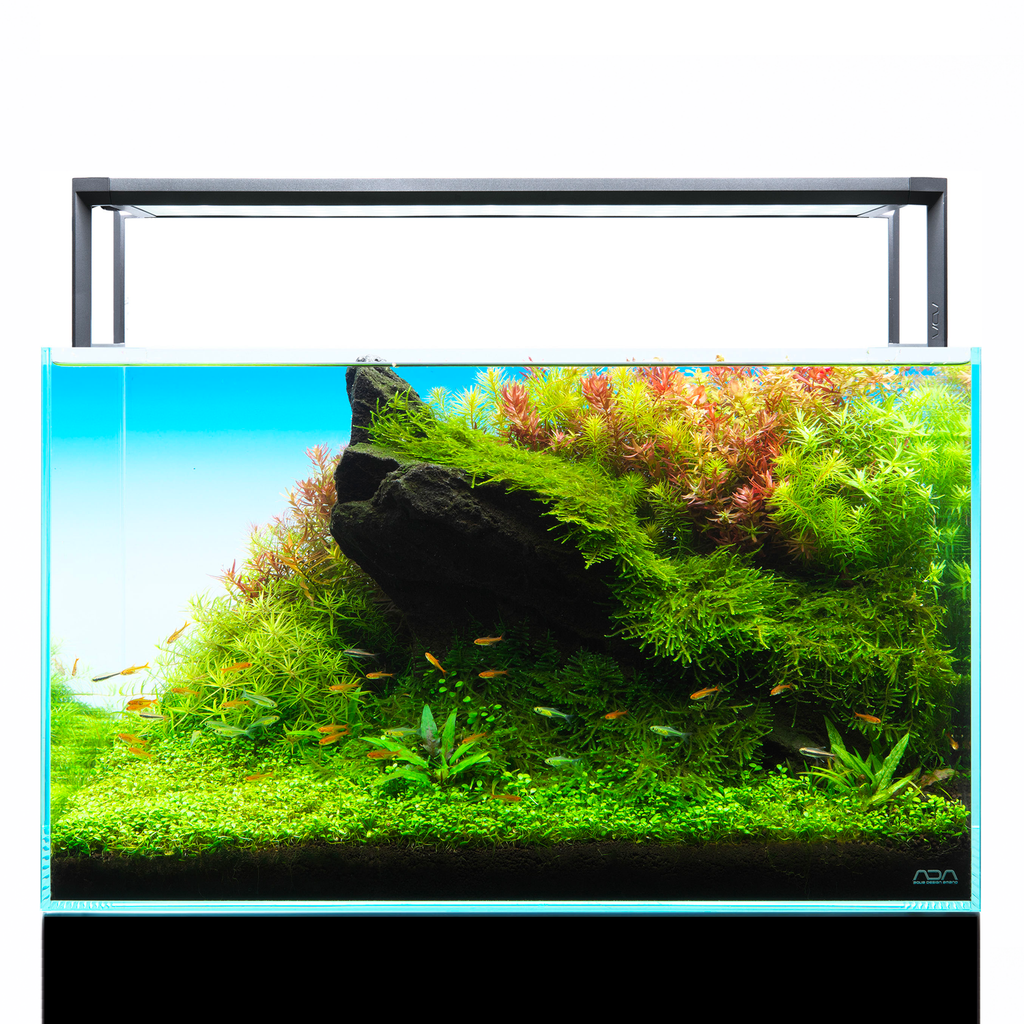 ADA NATURE AQUARIUM AQUASKY G 602 ② ADA Cube Garden 60P Layout Renewal Campaign set + ADA AQUASKY RGB