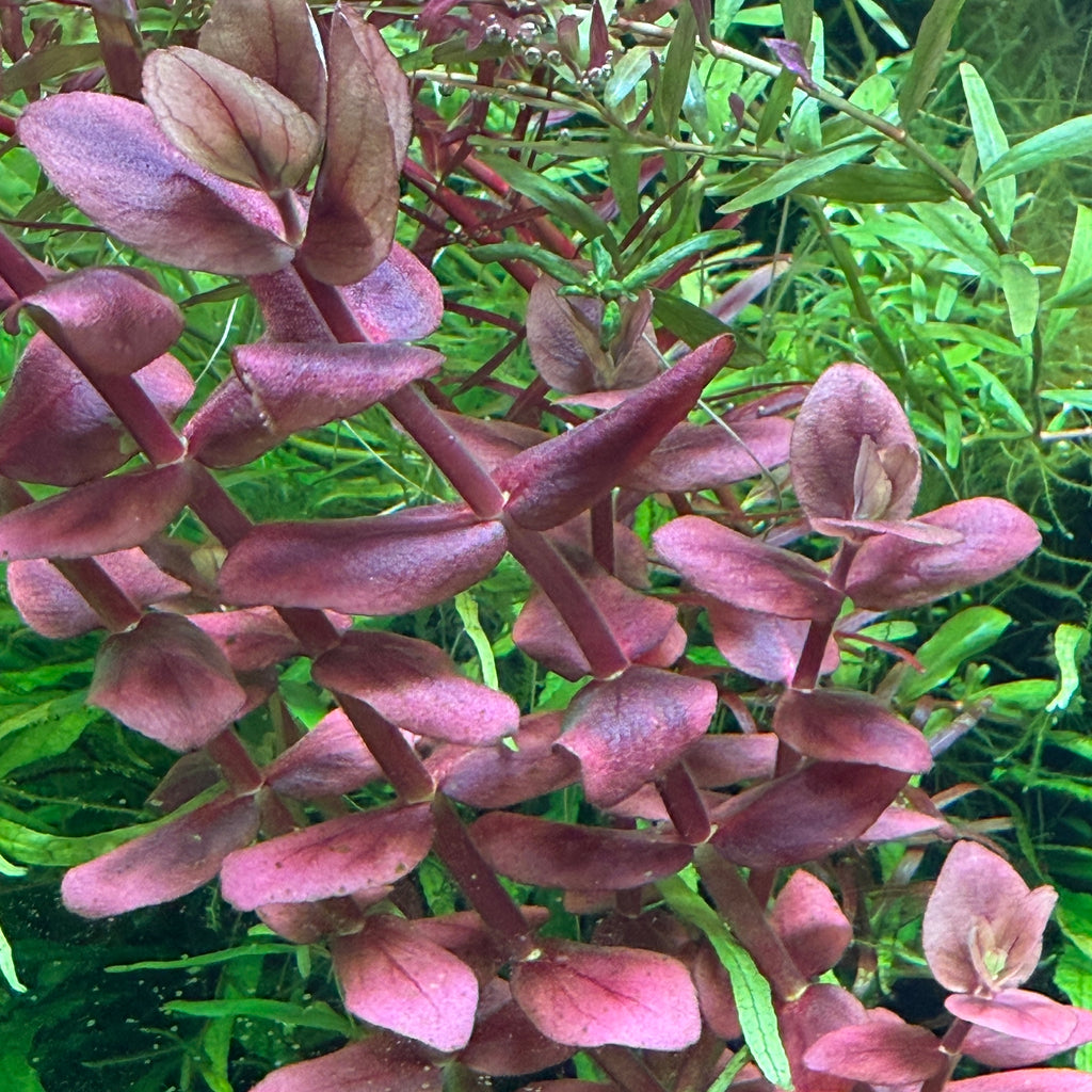 IC472 Tissue Culture  - Bacopa Salzmannii