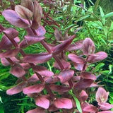 IC472 Tissue Culture  - Bacopa Salzmannii
