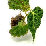 Begonia chlorosticta Green 