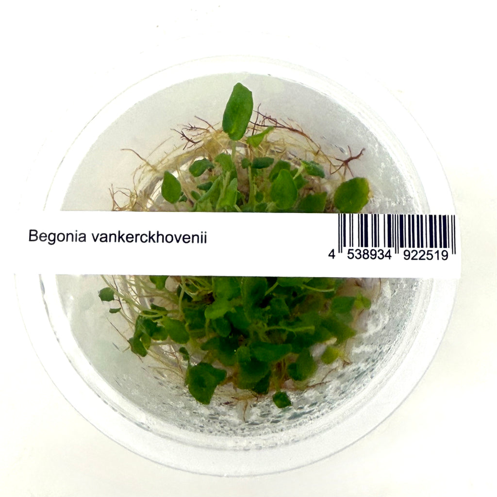 Begonia vankerckhovenii