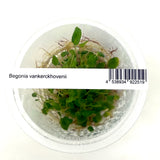 Begonia vankerckhovenii