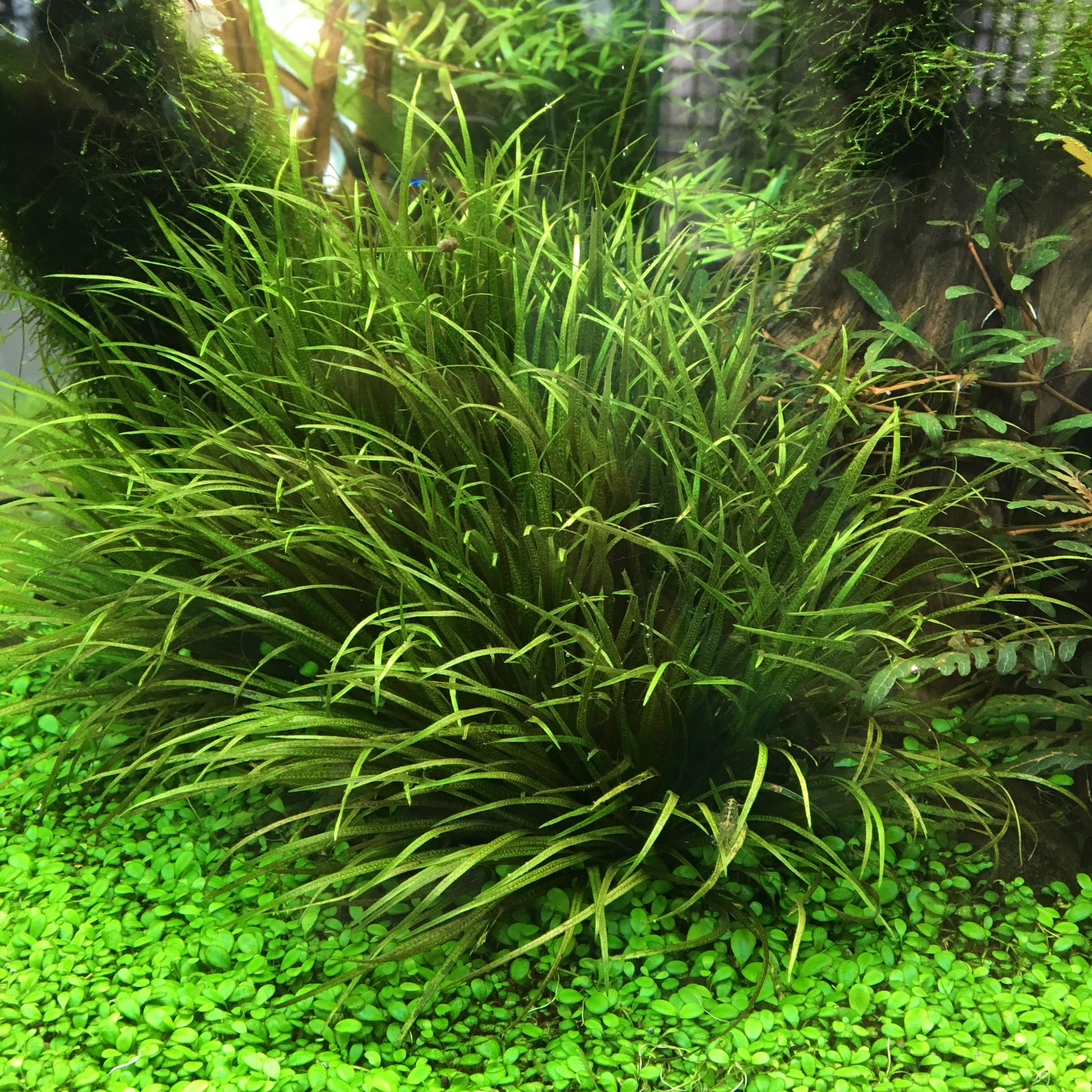 thumbnail image 2 of Blyxa Japonica – 5 Live Aquarium Plants, Freshwater, Beginner Friendly, RARE 2 of 4