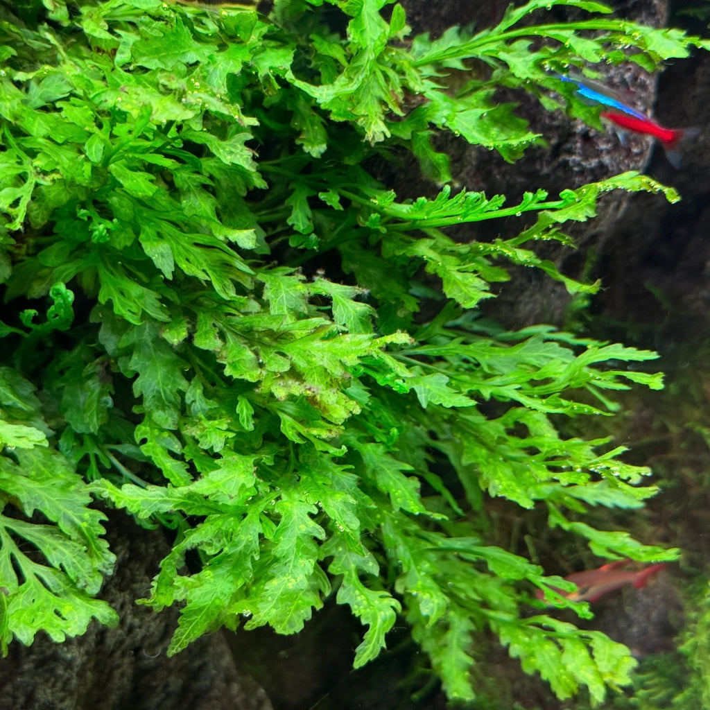 Close-up of bolbitis heudeloti