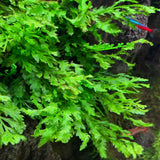 Close-up of bolbitis heudeloti