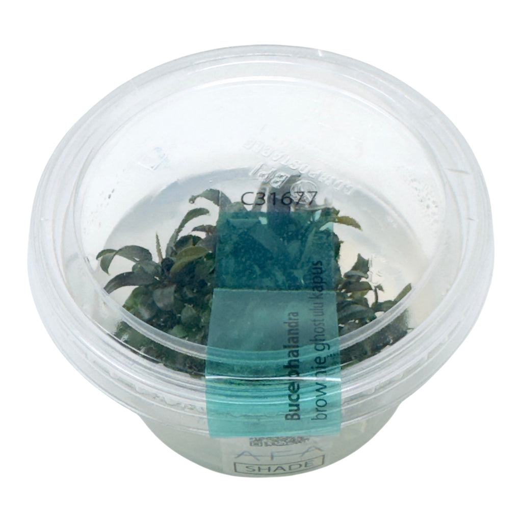 AFA tissue culture-Bucephaladra brownie ghost ulu kapus – Aqua