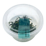 AFA tissue culture-Bucephaladra brownie ghost ulu kapus