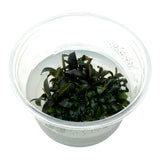 AFA tissue culture-Bucephaladra brownie ghost ulu kapus