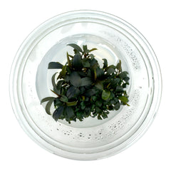 AFA tissue culture-Bucephaladra brownie ghost ulu kapus – Aqua