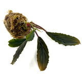 LC173 Jungle plants-Bucephalandra Kishii (Jungle plants cup)