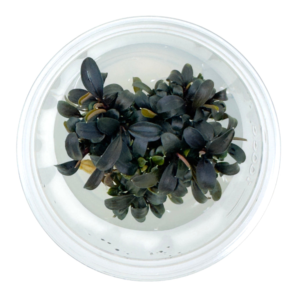 AFA Bucephalandra brownie tissue culture cup