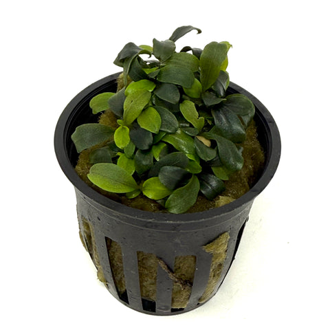 Bucephalandra brwonie blue potted