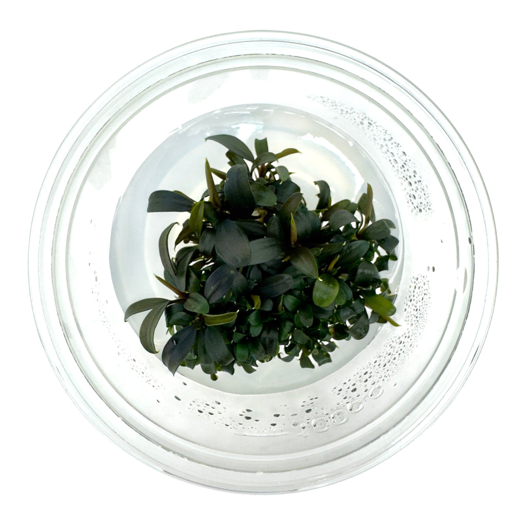 AFA Bucephalandra brownie ghost ulu kapus tissue culture cup
