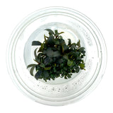 AFA Bucephalandra brownie ghost ulu kapus tissue culture cup