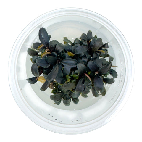 AFA Bucephalandra brownie tissue culture cup