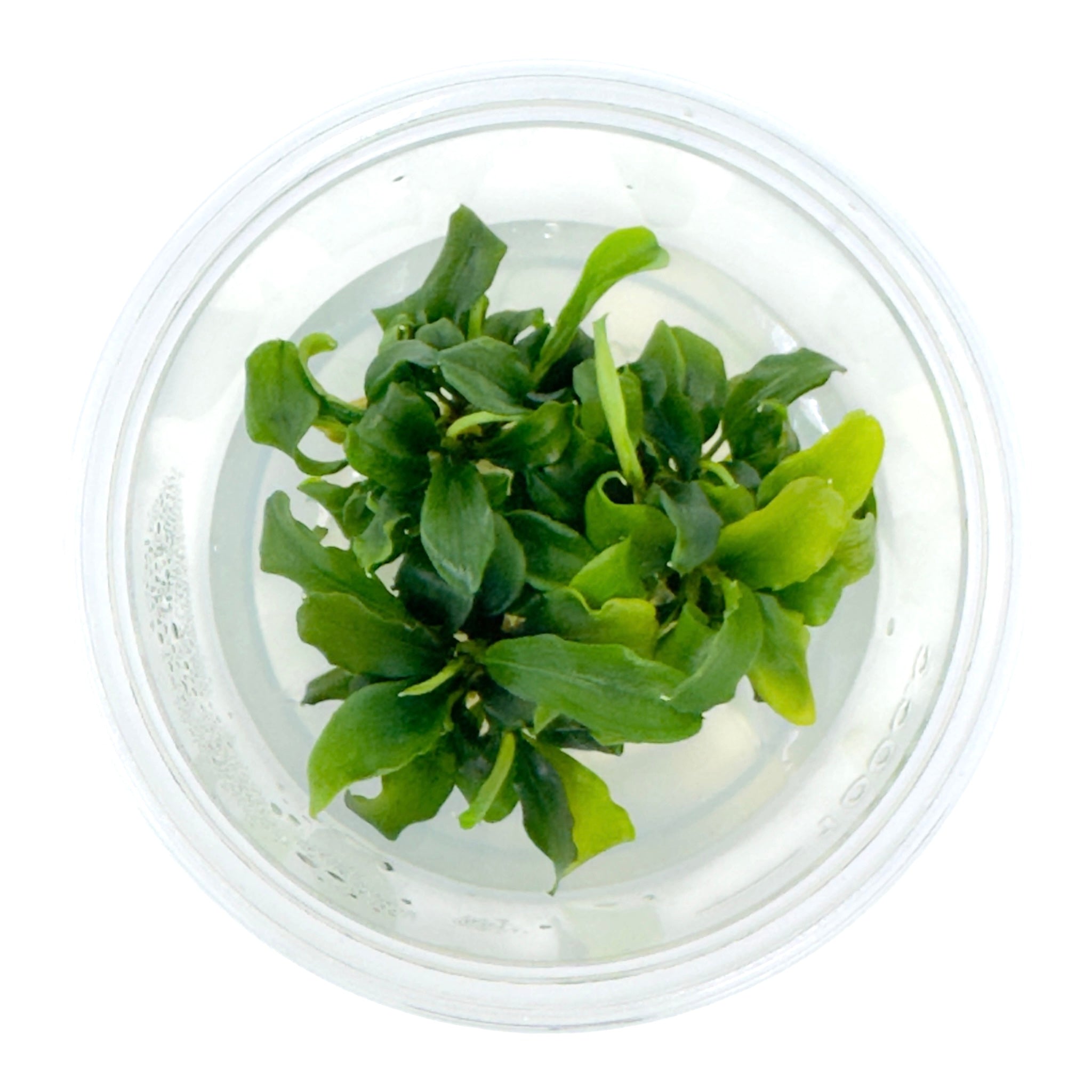 Bucephalandra_green_wavy.jpg?v