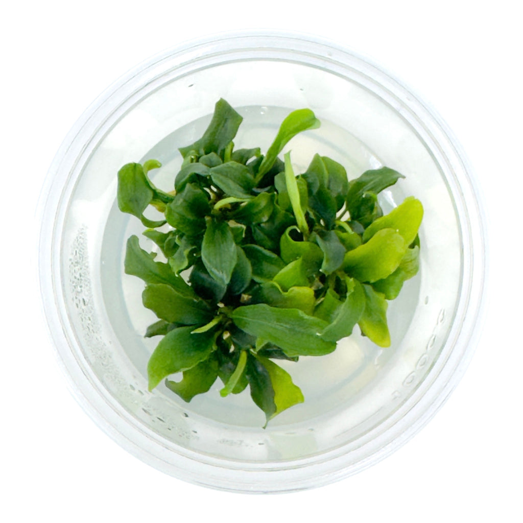 AFA Bucephalandra green wavy tissue culture cup