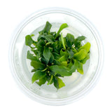 AFA Bucephalandra green wavy tissue culture cup