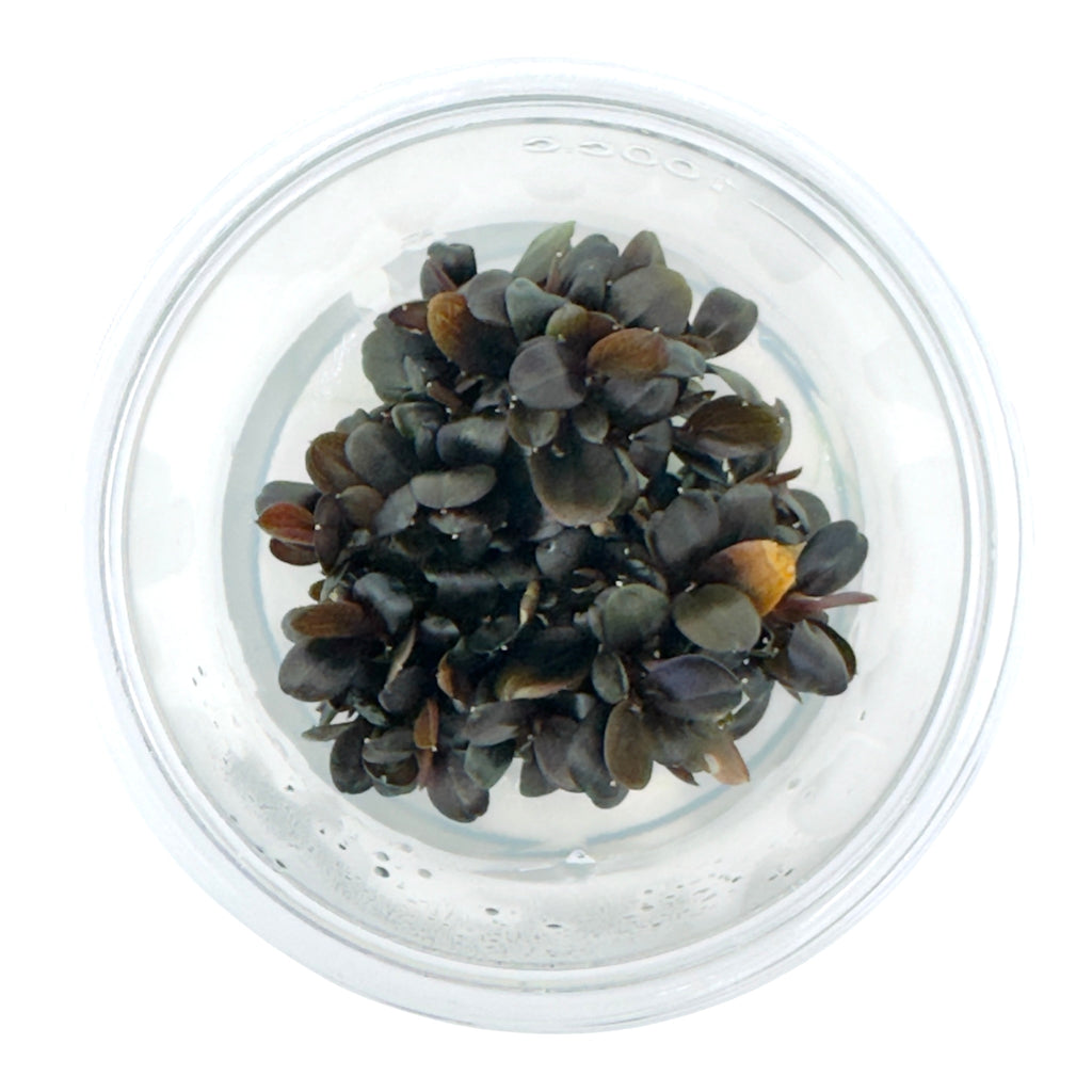 AFA Bucephalandra brownie rotundifolia neo tissue culture cup