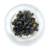 AFA Bucephalandra brownie rotundifolia neo tissue culture cup